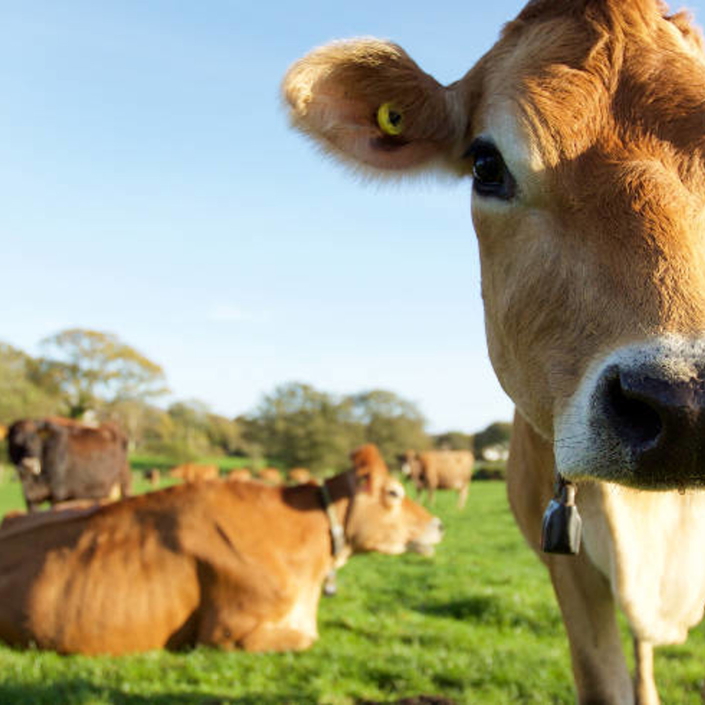 Dairy Bip