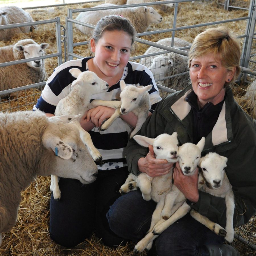 Jenni Liddiard Field Farm A day in the life of a Jersey Entrepreneur